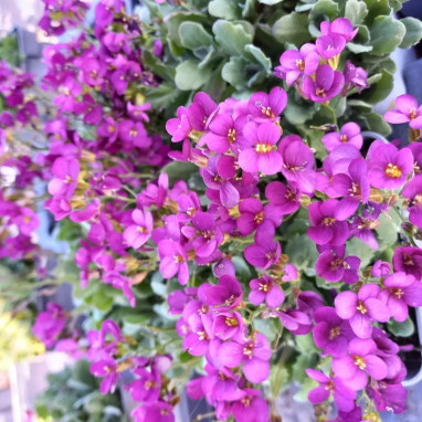Arabis caucasica 'Little Treasure Deep Rose' | Achat producteur
