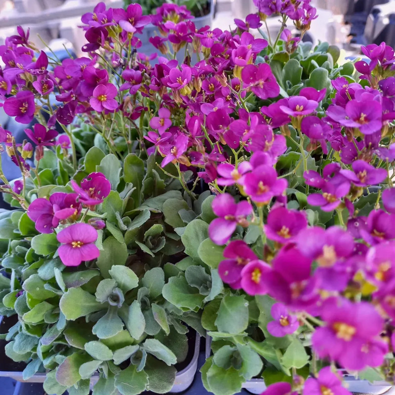 Arabis caucasica 'Little Treasure Deep Rose' | Achat producteur
