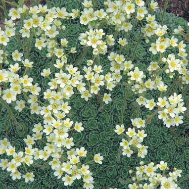 Saxifraga paniculata - Saxifraga | Achat direct au producteur