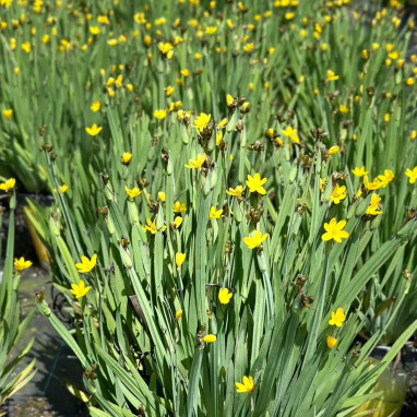 Sisyrinchium californicum - Sisyrinchium | Achat direct au producteur