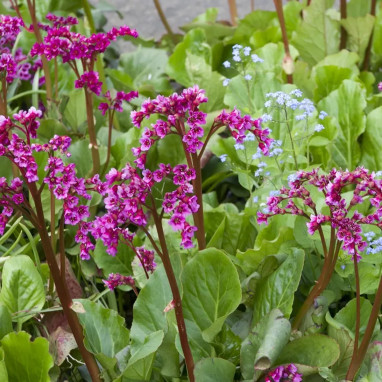 Bergenia 'Rotblum' - Bergenia | Achat direct au producteur