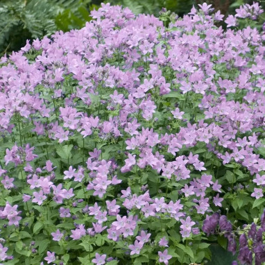 Campanula lactiflora 'Loddon Anna' - Campanula | Achat producteur