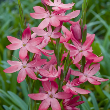 Schizostylis coccinea 'Mrs Hegarty' | Achat direct au producteur