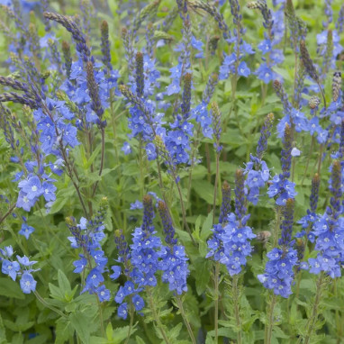 Veronica teucrium 'Royal Blue' - Veronica | Achat direct au producteur