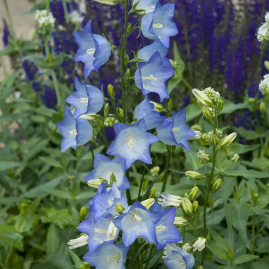 Campanula persicifolia 'Grandiflora Coerulea' | Achat producteur