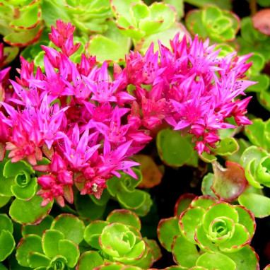 Sedum spurium 'John Creech' - Sedum | Achat direct au producteur