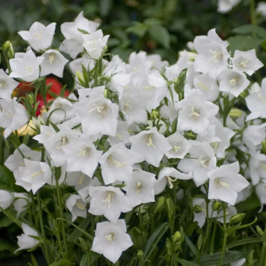 Campanula persicifolia 'Grandiflora Alba' | Achat producteur