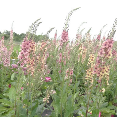 Verbascum 'Southern Charm' - Verbascum | Achat direct au producteur