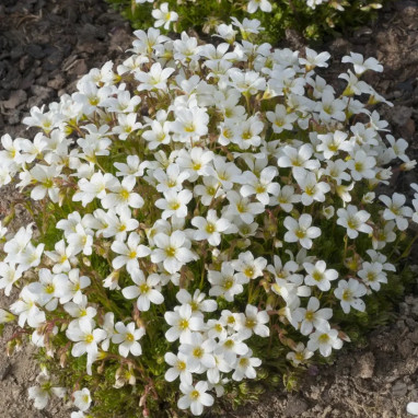 Saxifraga hypnoides 'Densa' - Saxifraga | Achat direct au producteur