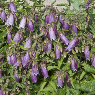 Campanula takesimana 'Elizabeth' | Achat direct au producteur