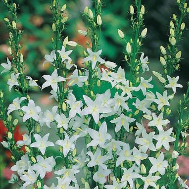 Campanula pyramidalis 'Alba' - Campanule | Achat direct au producteur