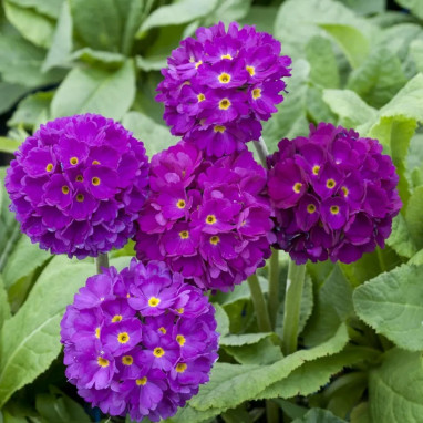 Primula denticulata 'Rubin Selection' - Primula | Achat producteur