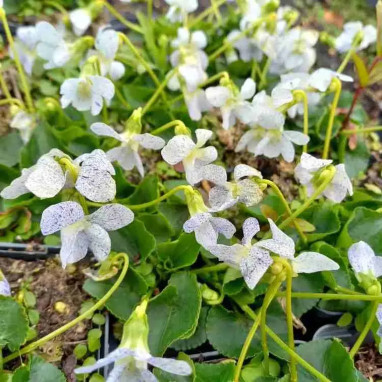 Viola sororia 'Freckles' - Viola | Achat direct au producteur