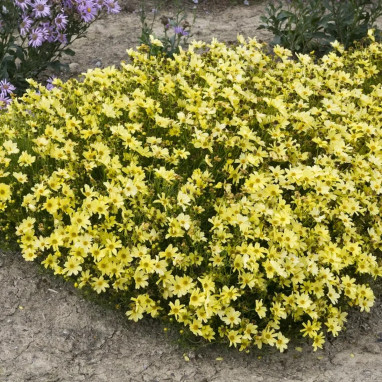 Coreopsis verticillata 'Moonbeam' - Coreopsis | Achat direct au producteur