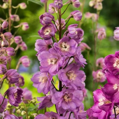 Delphinium 'Astolat' - Delphinium | Achat direct au producteur