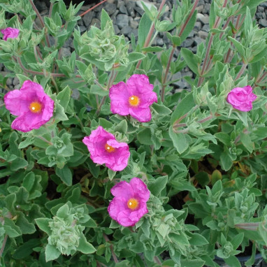 Cistus pulverulentus - Cistus | Achat direct au producteur