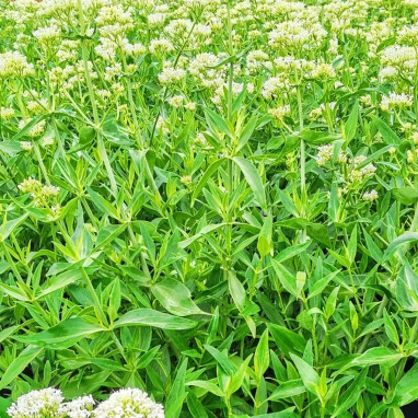 Centranthus ruber 'Albus' - Valériane blanche | Achat producteur