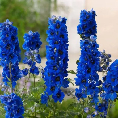 Delphinium Giant Pacific 'Blue Jay' | Achat direct au producteur