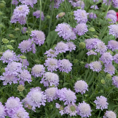 Scabiosa japonica 'Ritz Blue' - Scabiosa | Achat direct au producteur
