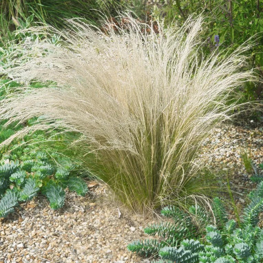 Stipa capillata - Stipa | Achat direct au producteur