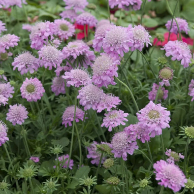 Scabiosa columbaria 'Pincushion Pink' | Achat direct au producteur