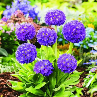 Primula denticulata 'Lilac' - Primula | Achat direct au producteur