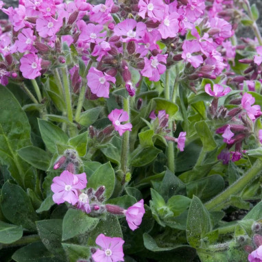 Silene dioica 'Rollie's Favorite' - Silene | Achat direct au producteur