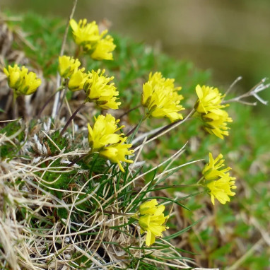 Draba aizoides Napoleon 'Dramult' - Draba | Achat producteur