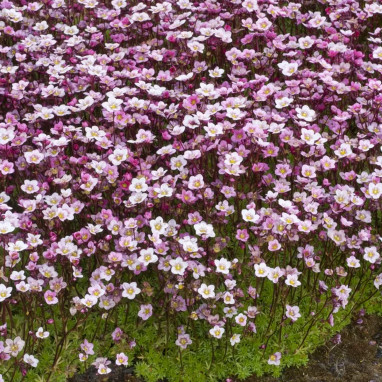 Saxifraga decipiens rose - Saxifraga | Achat direct au producteur