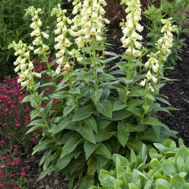 Digitale 'Carillon' - Digitalis grandiflora | Achat producteur