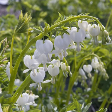 Dicentra spectabilis 'Alba' - Dicentra | Achat direct au producteur