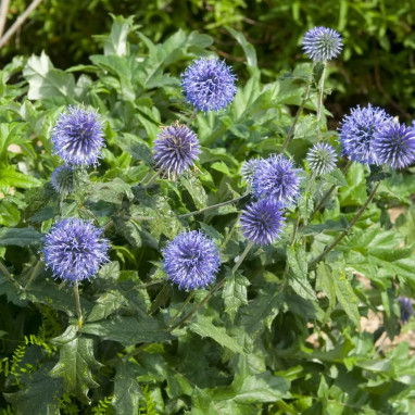 Echinops ritro - Chardon bleu | Achat direct au producteur