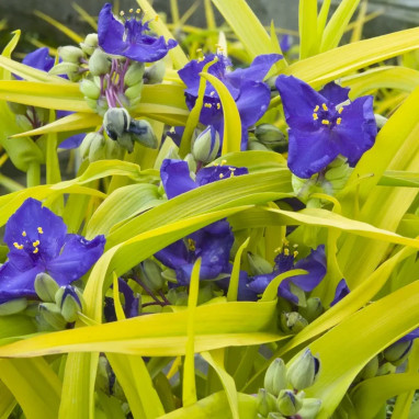 Tradescantia andersoniana 'Sweet Kate' | Achat direct au producteur
