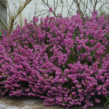 Erica darleyensis 'Kramer's Rote' - Erica | Achat direct au producteur