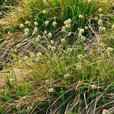 Sesleria heufleriana - Sesleria | Achat direct au producteur