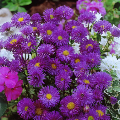 Erigeron speciosus 'Grandiflorus' - Erigeron | Achat direct au producteur