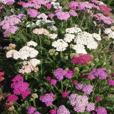 Achillea millefolium 'Colorado' - Achillea | Achat direct au producteur