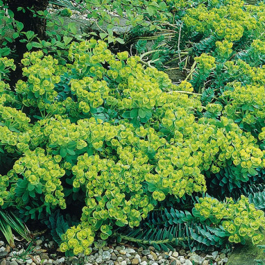 Euphorbia myrsinites - Euphorbia | Achat direct au producteur