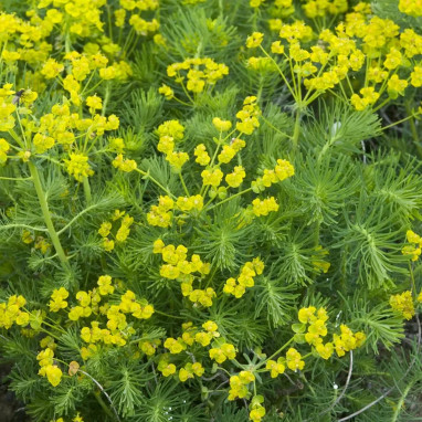 Euphorbia cyparissias - Euphorbe faux-cyprès | Achat producteur