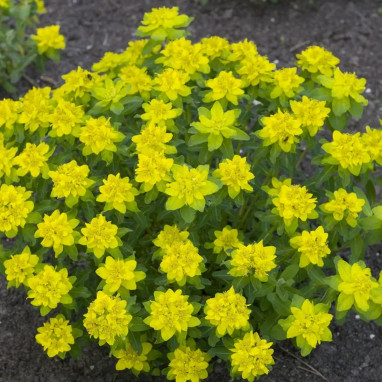 Euphorbia polychroma - Euphorbe dorée | Achat direct au producteur