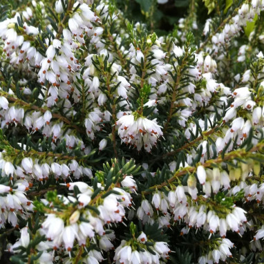 Erica darleyensis 'White Glow' - Erica | Achat direct au producteur