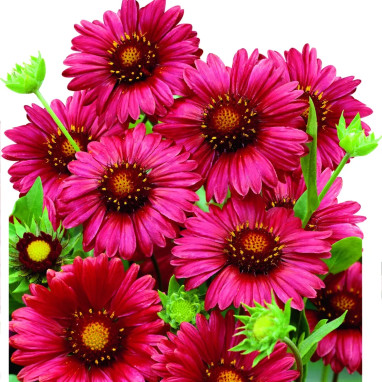Gaillardia 'Burgunder' - Gaillardia | Achat direct au producteur
