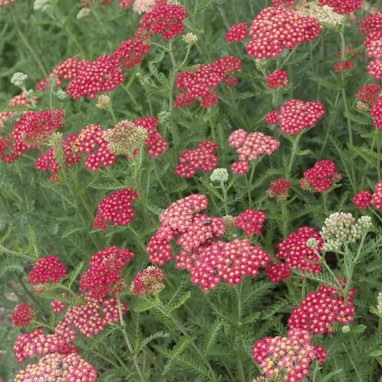 Achillea millefolium 'Cerise Queen' - Achillea | Achat producteur
