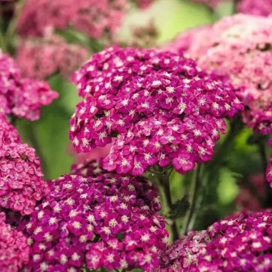 Achillea millefolium 'Cassis' - Achillea | Achat direct au producteur