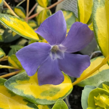 Vinca minor 'Imagine' - Vinca | Achat direct au producteur