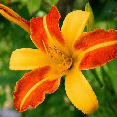 Hemerocallis 'Frans Hals' - Hémérocalle | Achat direct au producteur