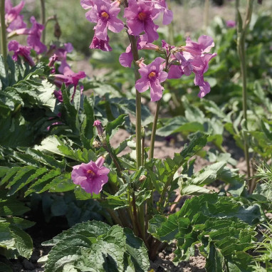 Incarvillea delavayi - Incarvillea | Achat direct au producteur