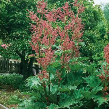 Rheum palmatum var. tanguticum | Achat direct au producteur