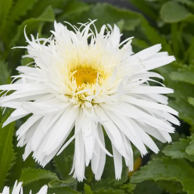 Leucanthemum 'Wirral Supreme' - Leucanthemum | Achat producteur