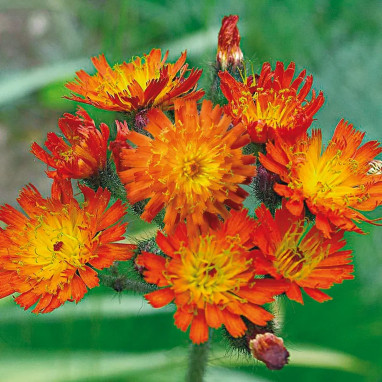 Hieracium aurantiacum - Épervière orangée | Achat producteur